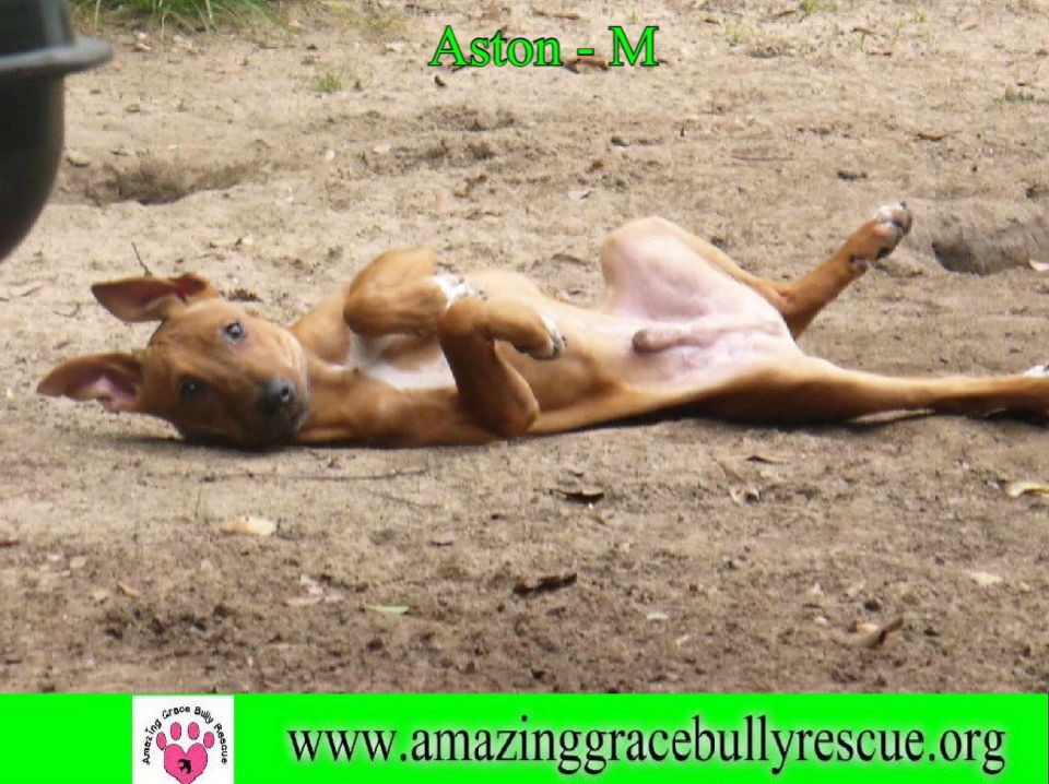 Aston, an adoptable Mixed Breed in Pensacola, FL, 32526 | Photo Image 3