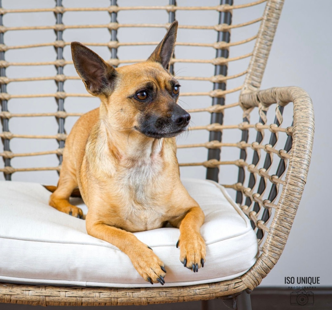 Brutus, an adoptable Chihuahua, Belgian Shepherd / Malinois in Green Bay, WI, 54313 | Photo Image 2