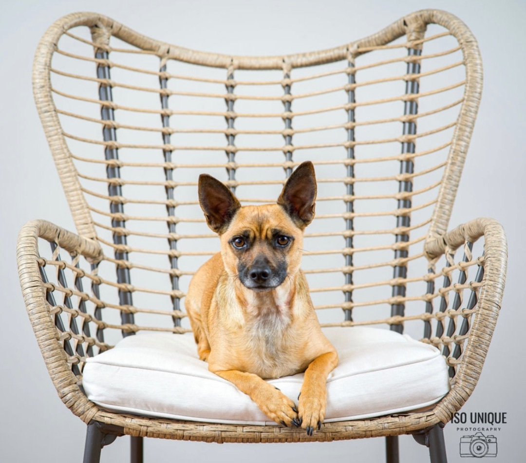 Brutus, an adoptable Chihuahua, Belgian Shepherd / Malinois in Green Bay, WI, 54313 | Photo Image 4