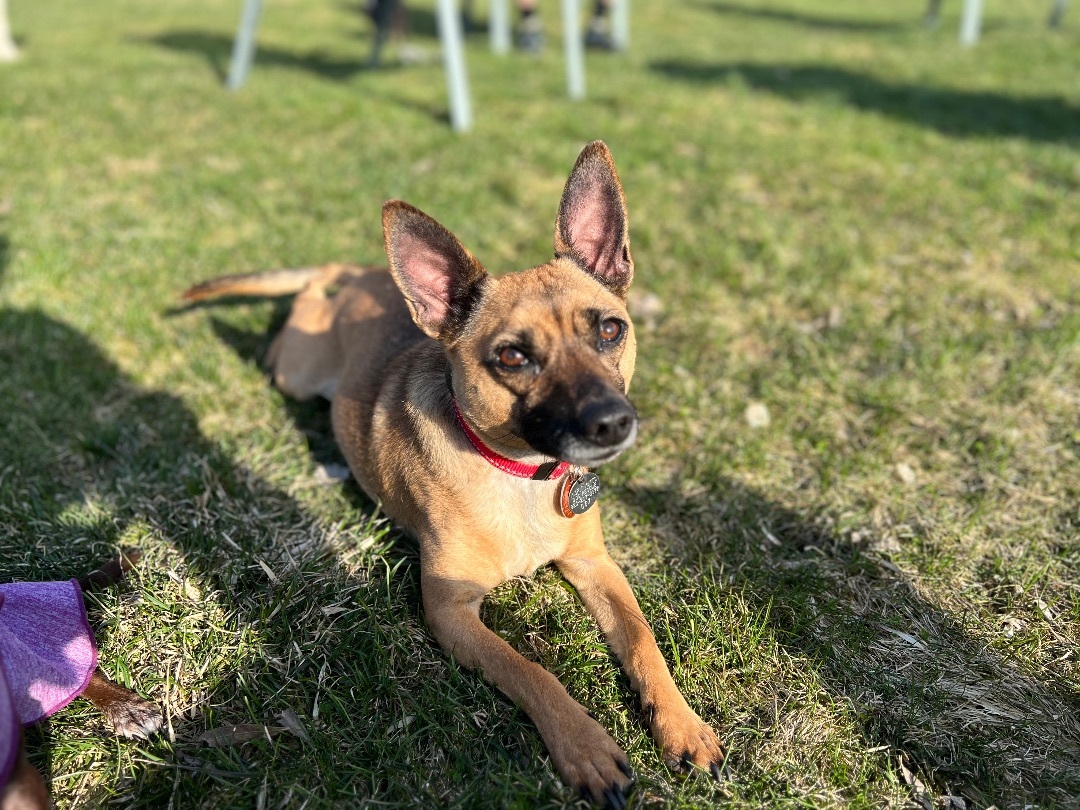 Belgian malinois hot sale mix