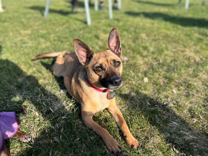 Chihuahua and sale shepherd mix