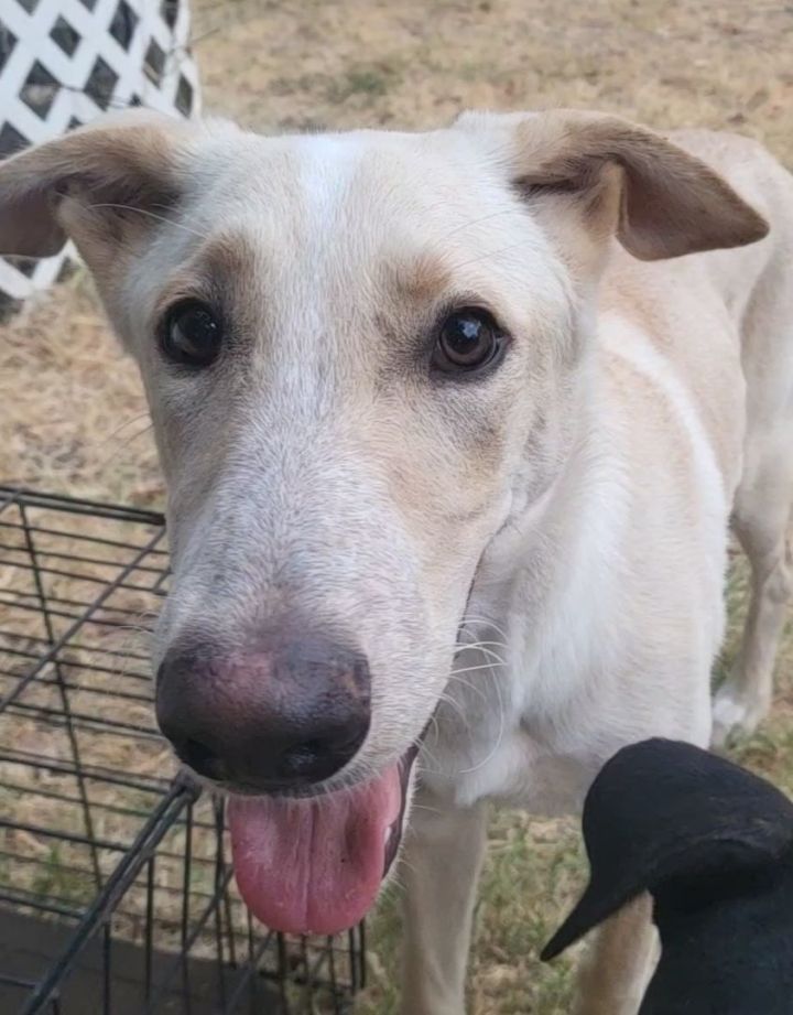 Greyhound store lab mix