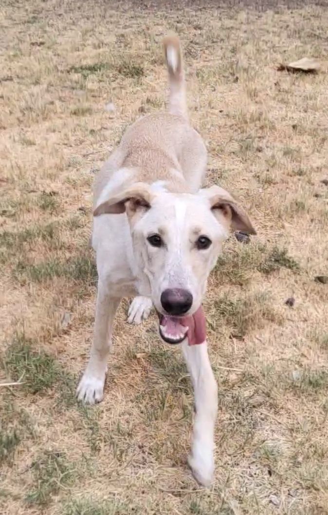 yellow lab greyhound mix