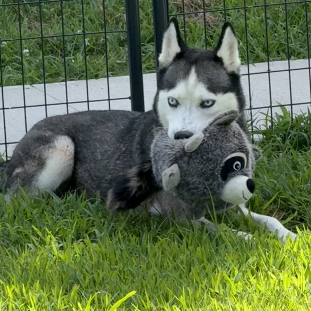 Ike, an adoptable Husky in Eufaula, OK, 74432 | Photo Image 1
