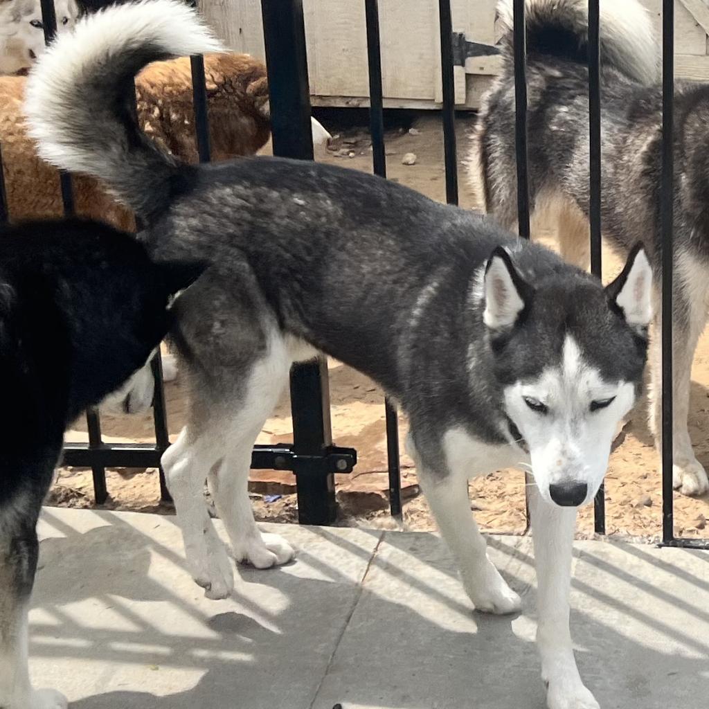 Ike, an adoptable Husky in Eufaula, OK, 74432 | Photo Image 2