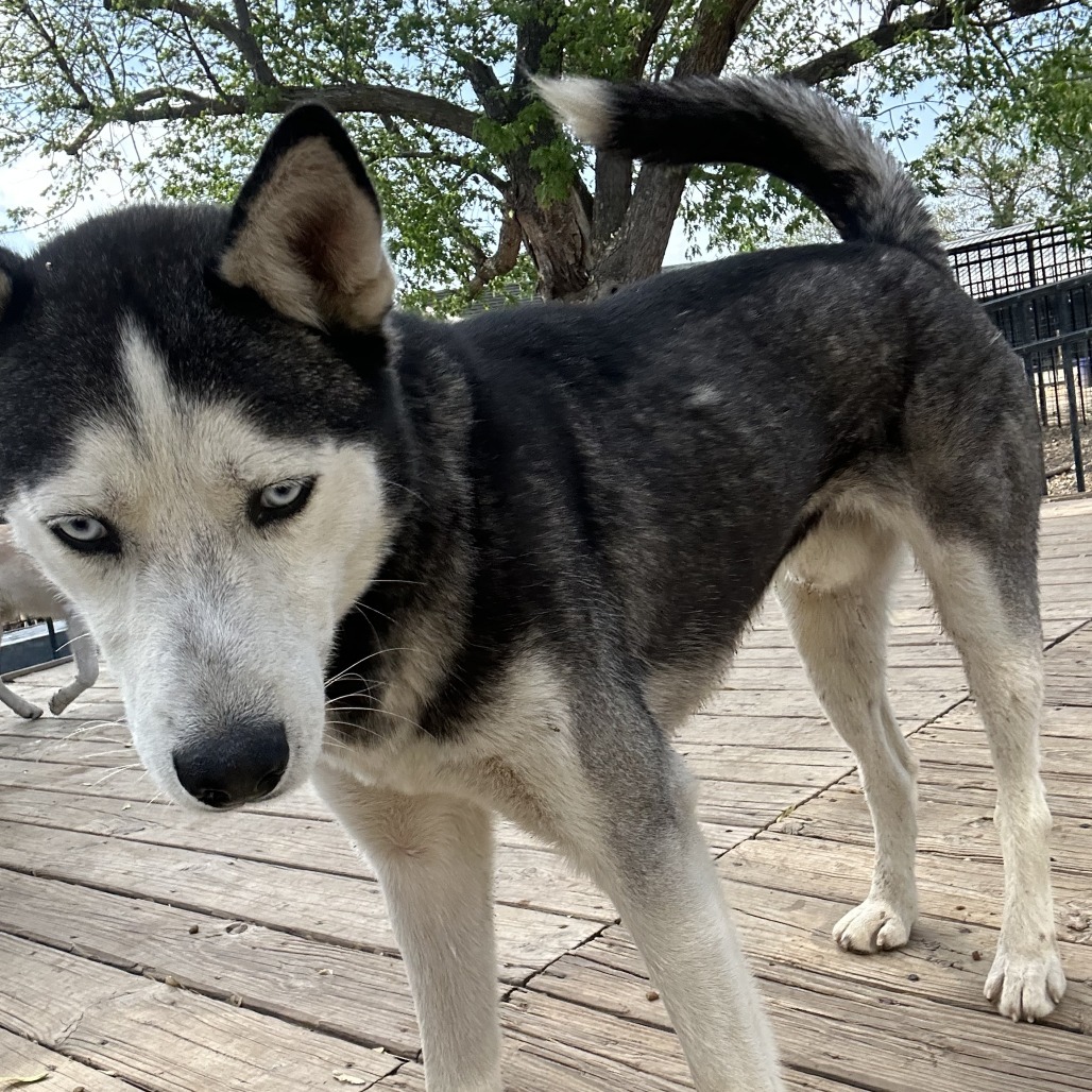 Ike, an adoptable Husky in Eufaula, OK, 74432 | Photo Image 3