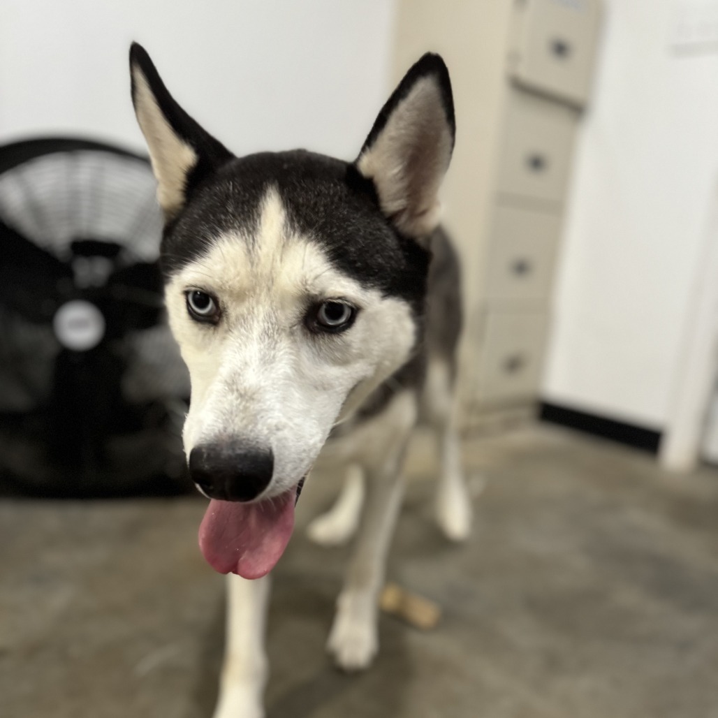 Ike, an adoptable Husky in Eufaula, OK, 74432 | Photo Image 4
