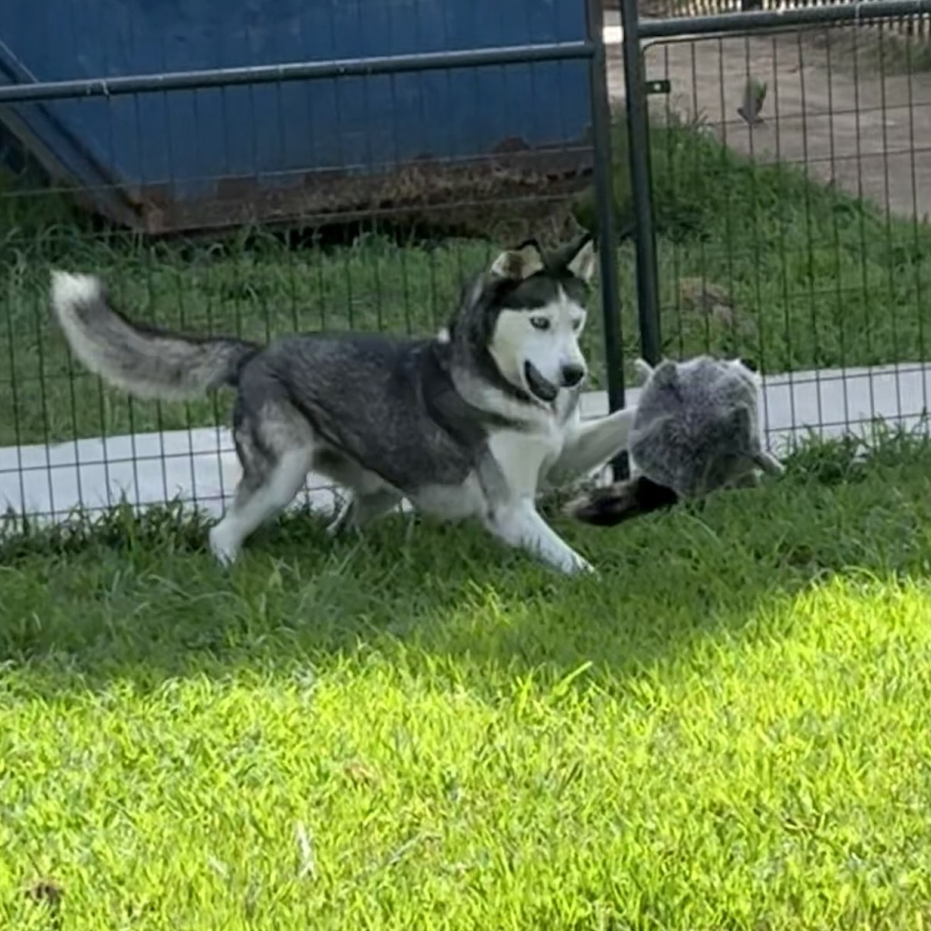 Ike, an adoptable Husky in Eufaula, OK, 74432 | Photo Image 5