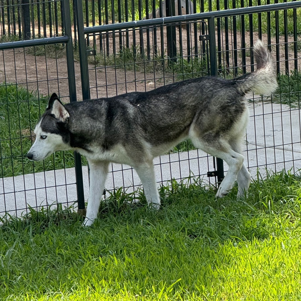 Ike, an adoptable Husky in Eufaula, OK, 74432 | Photo Image 6