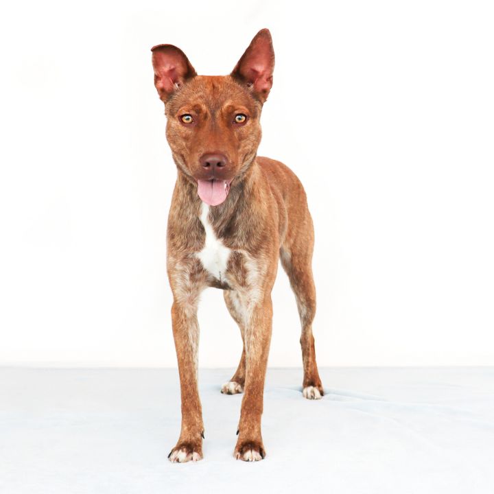 Heather, an adoptable Australian Cattle Dog / Blue Heeler Mix in Clovis, CA_image-1