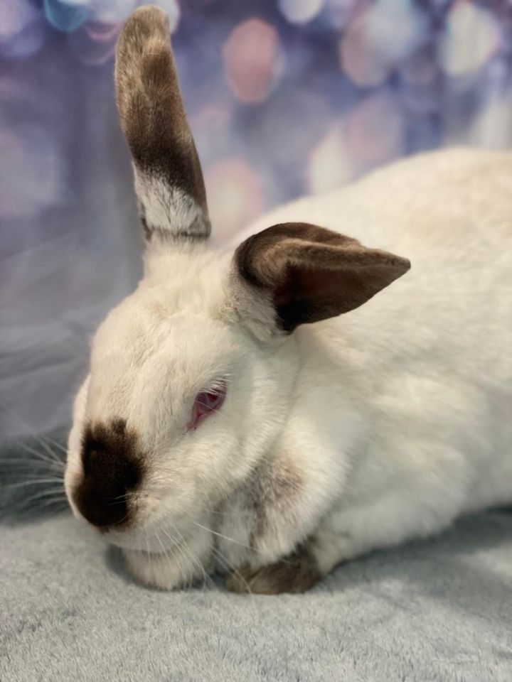 BUN BUN 4