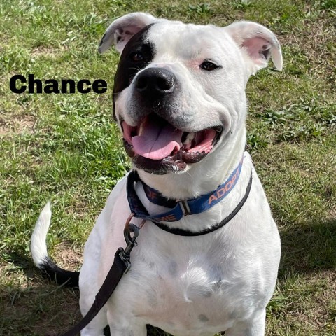 Chance 23303, an adoptable American Bulldog, Mixed Breed in Escanaba, MI, 49829 | Photo Image 1