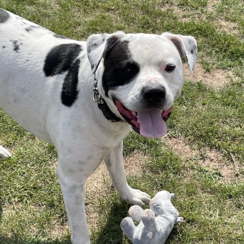Chance 23303, an adoptable American Bulldog, Mixed Breed in Escanaba, MI, 49829 | Photo Image 2
