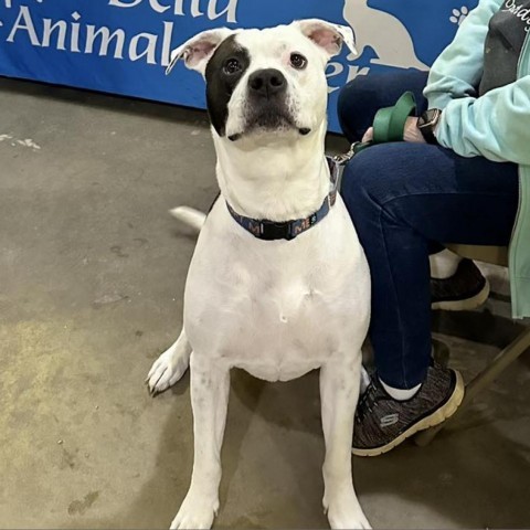 Chance 23303, an adoptable American Bulldog, Mixed Breed in Escanaba, MI, 49829 | Photo Image 3