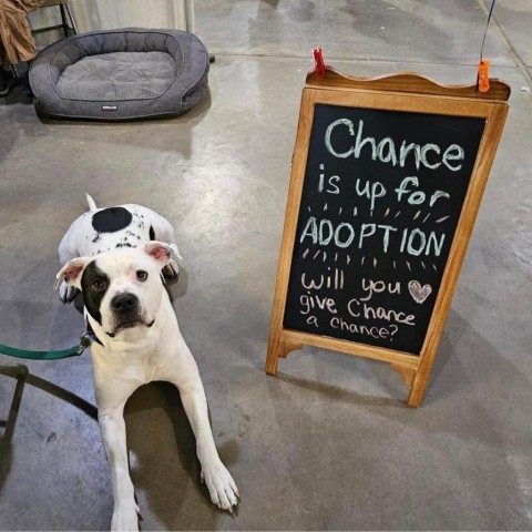 Chance 23303, an adoptable American Bulldog, Mixed Breed in Escanaba, MI, 49829 | Photo Image 4