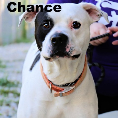 Chance 23303, an adoptable American Bulldog, Mixed Breed in Escanaba, MI, 49829 | Photo Image 5