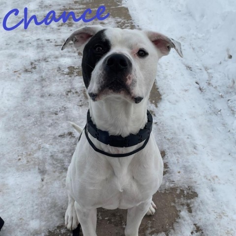 Chance 23303, an adoptable American Bulldog, Mixed Breed in Escanaba, MI, 49829 | Photo Image 6