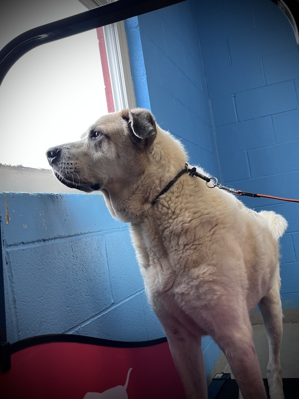 Mack, an adoptable Anatolian Shepherd Mix in Winchester, KY_image-2