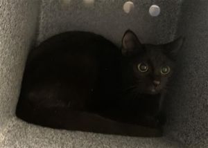 SQUIRREL, adoptable Cat, Young Female Domestic Short Hair, .