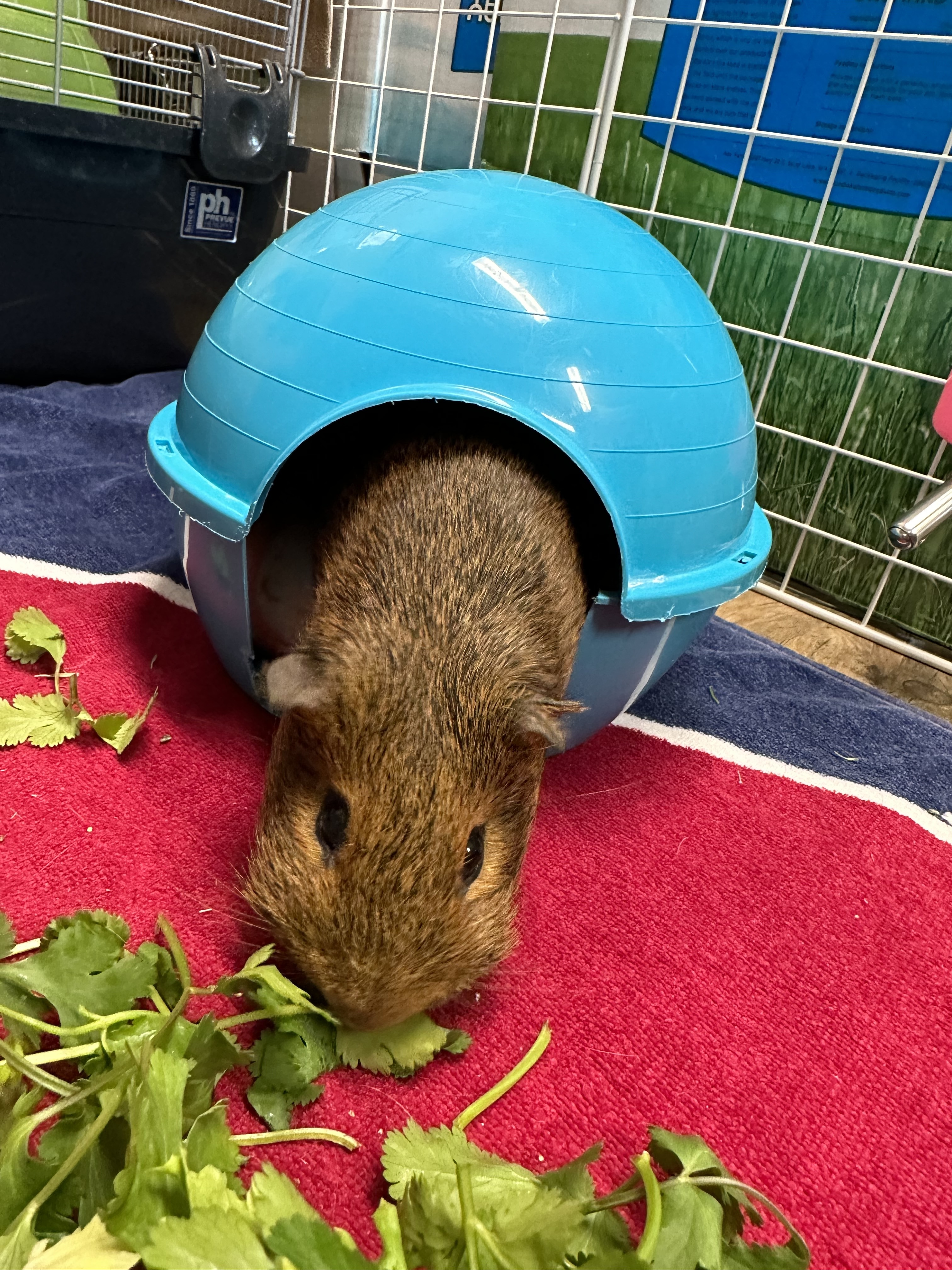 Anyone in greater Seattle area looking to adopt a sad Guinea pig