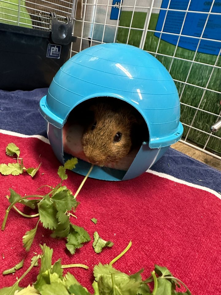 Anyone in greater Seattle area looking to adopt a sad Guinea pig