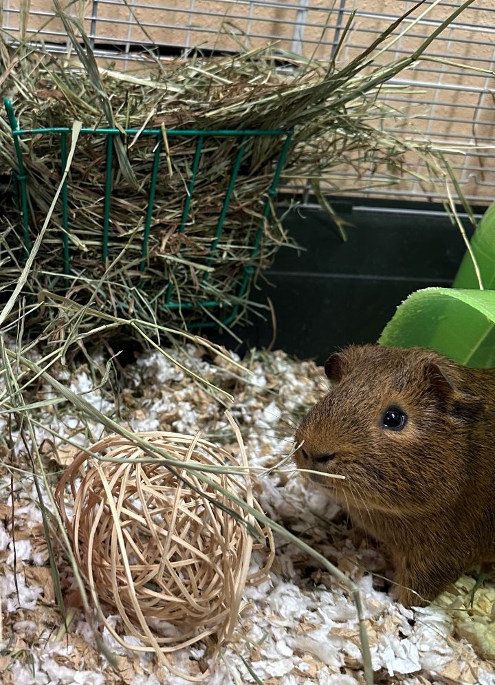 Anyone in greater Seattle area looking to adopt a sad Guinea pig