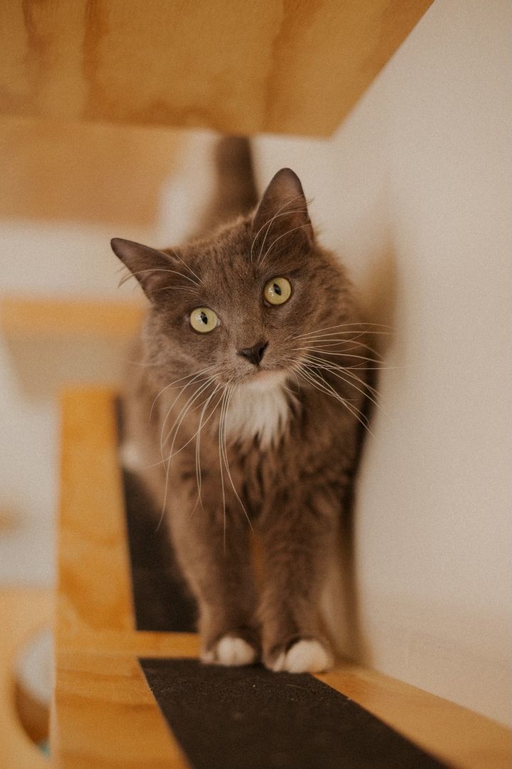 Cobalt, an adopted Domestic Long Hair in Jackson, WY_image-3