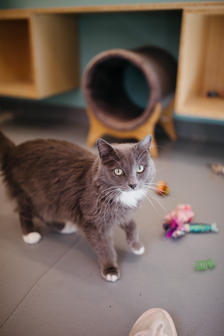 Cobalt, an adopted Domestic Long Hair in Jackson, WY_image-4