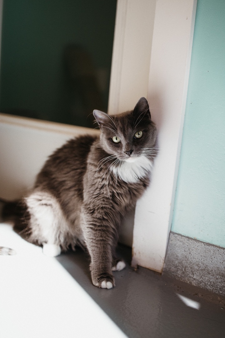 Cobalt, an adopted Domestic Long Hair in Jackson, WY_image-5