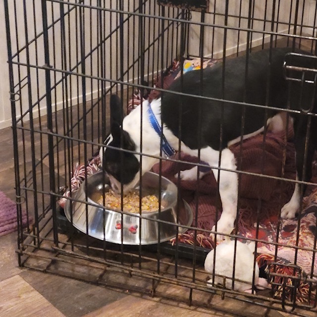Austin Jax, an adoptable Boston Terrier in Van Vleck, TX_image-4