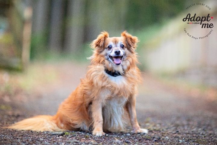 Dog for adoption Jackson a Papillon Mix in Seattle WA Petfinder