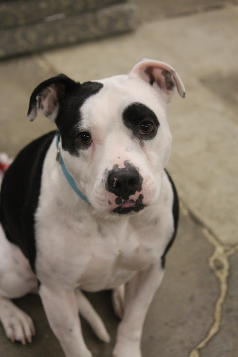 Dolly, an adoptable American Staffordshire Terrier in Winona, MN, 55987 | Photo Image 1