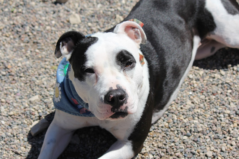 Dolly, an adoptable American Staffordshire Terrier in Winona, MN, 55987 | Photo Image 4