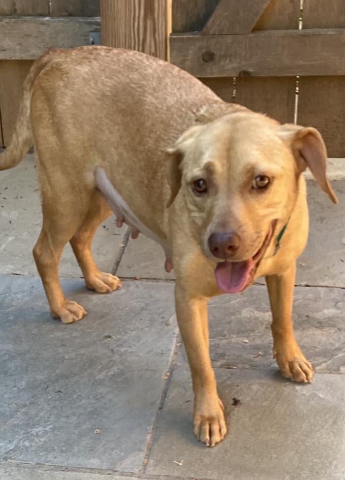 Nora, an adoptable Golden Retriever & Beagle Mix in Rockville, MD_image-1