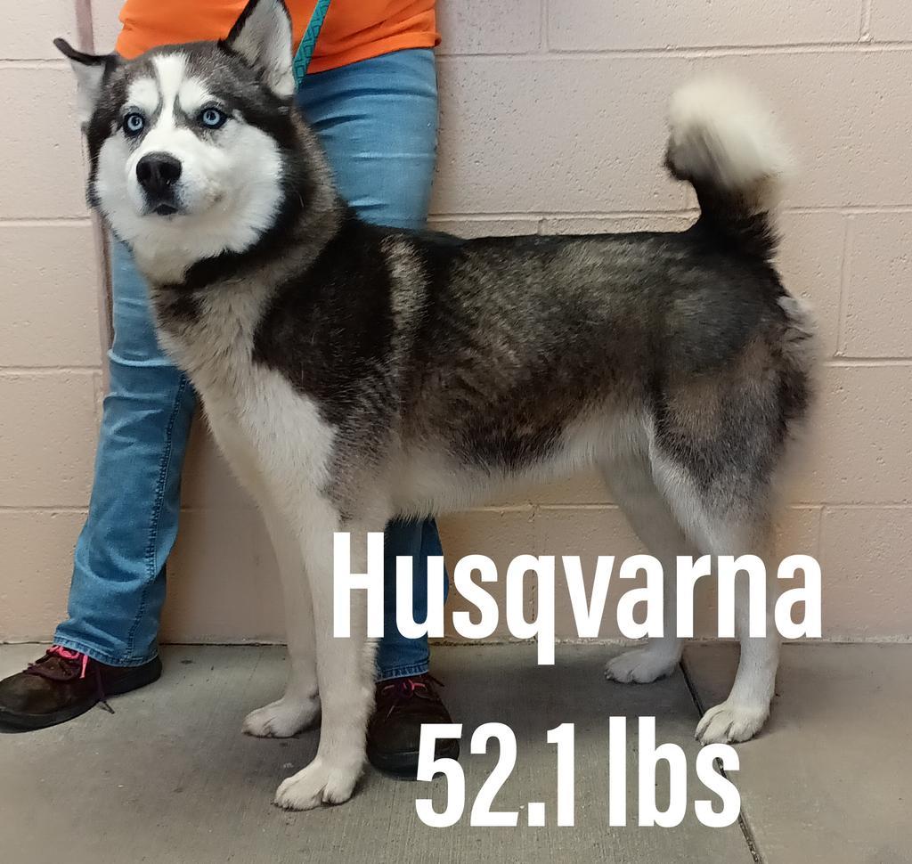 Husqvarna