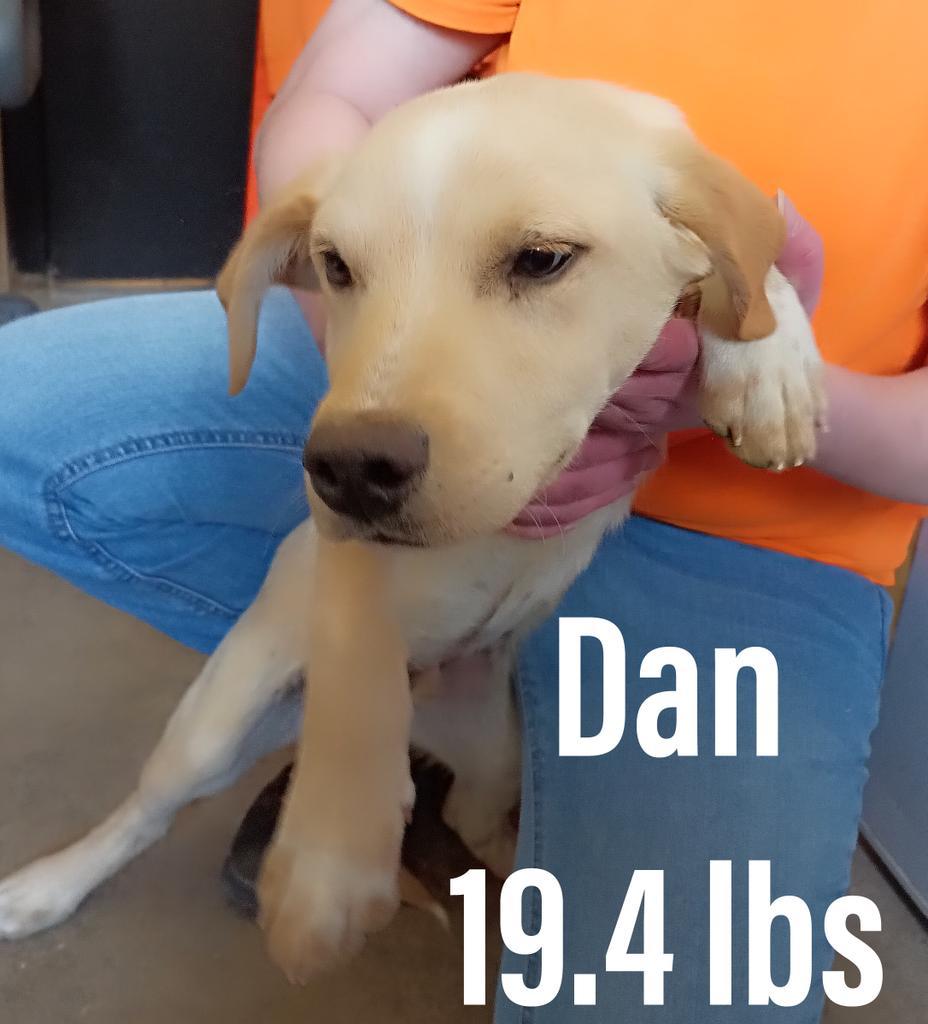 Dan
