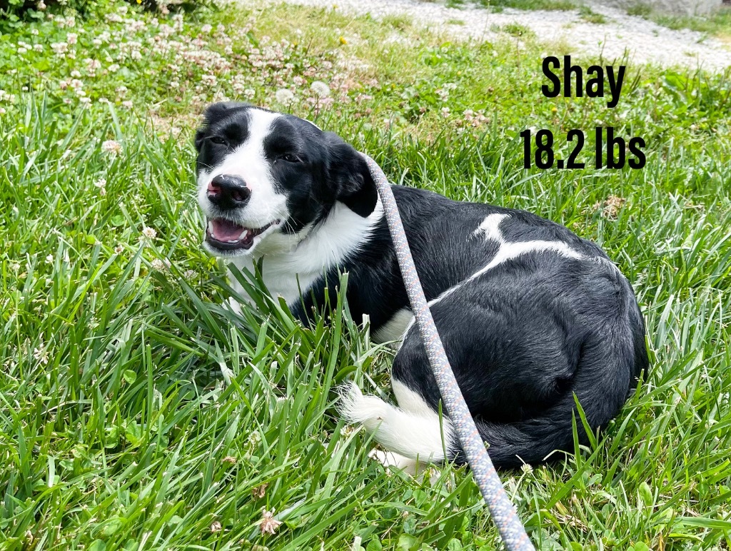 Shay