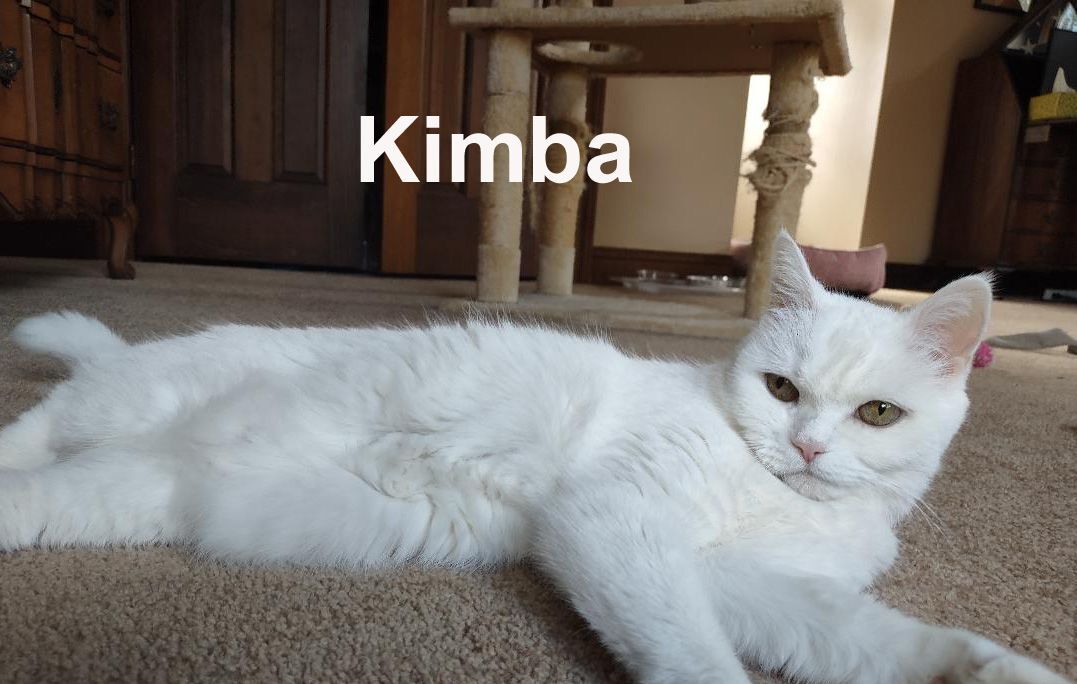 Cat for adoption Kimba Dow. (beautiful front declawed all white