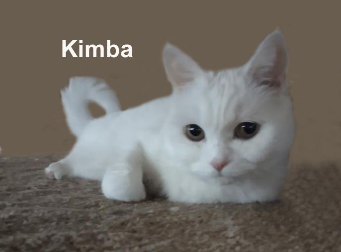 Cat for adoption kimba dow beautiful front declawed all white