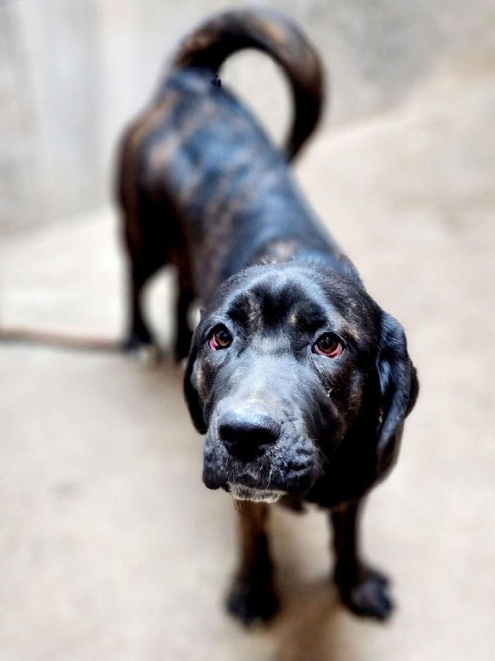 Isabelle , an adoptable Neapolitan Mastiff & Black Labrador Retriever Mix in Lacon, IL_image-1