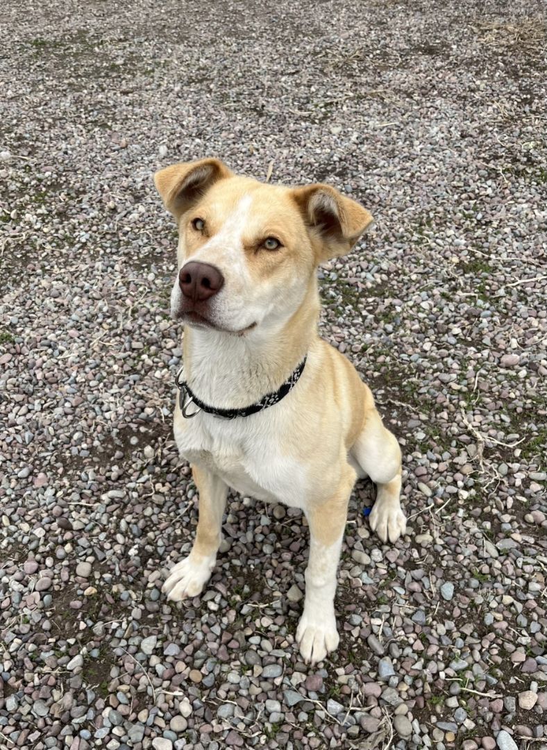 Neytiri, an adoptable Husky in Polson, MT, 59860 | Photo Image 1