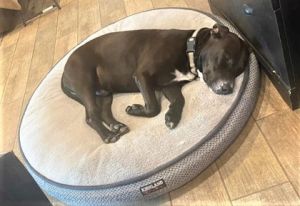 Duke, Adult Male Pit Bull Terrier