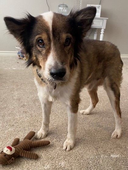Alright, an adoptable Collie, Mixed Breed in Fort Worth, TX, 76119 | Photo Image 1