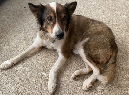 Alright, an adoptable Collie, Mixed Breed in Fort Worth, TX, 76119 | Photo Image 2