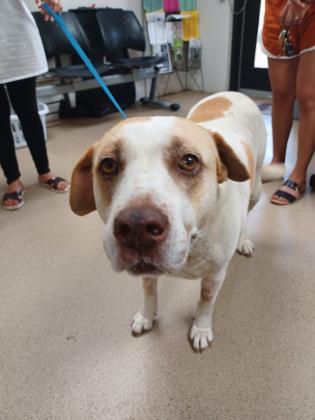 Princeso, an adoptable Retriever, Mixed Breed in Fort Worth, TX, 76119 | Photo Image 1