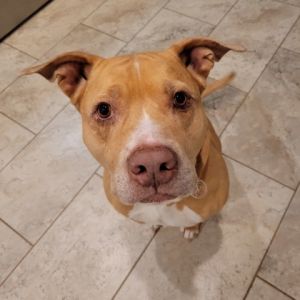 Dodge, Adult Male Labrador Retriever