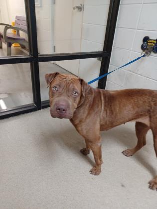 Fritizee, an adoptable Shar-Pei, Mixed Breed in Fort Worth, TX, 76119 | Photo Image 1