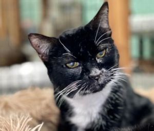 Introducing Jasmine the enchanting 14-year-old feline whos been waiting for he