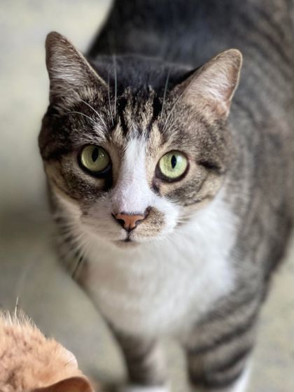 Mischeif, an adoptable Domestic Short Hair in Metairie, LA, 70009 | Photo Image 1