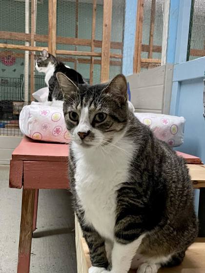 Mischeif, an adoptable Domestic Short Hair in River Ridge, LA, 70123 | Photo Image 2